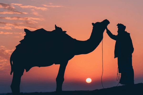 Graisse de bosse de chameau - Bienfaits et vertus