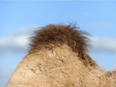 Découvrez les vertus thérapeutiques de la graisse de bosse de chameau